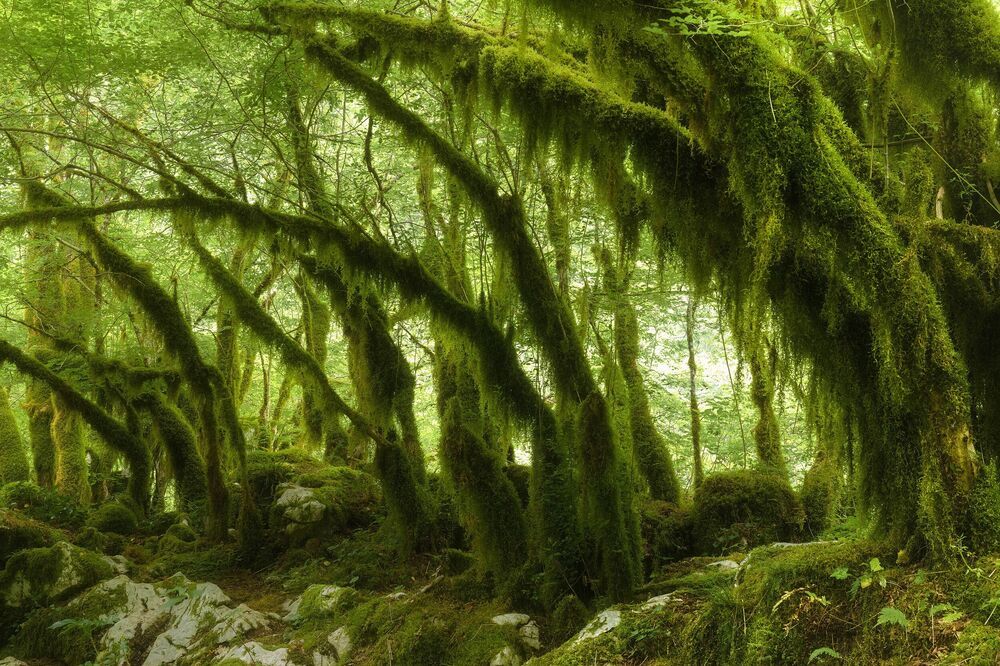 Green Forest