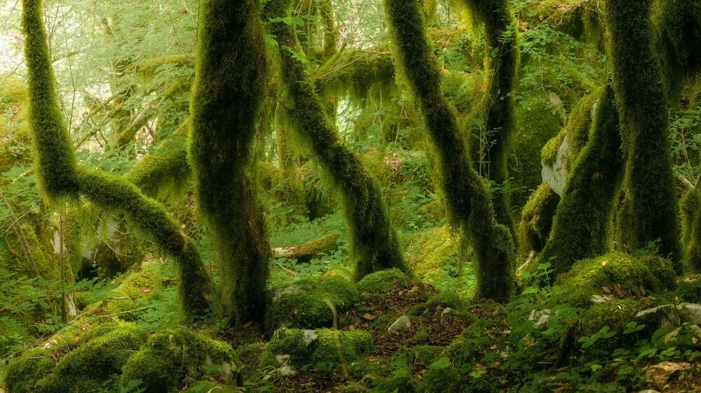 Green Forest
