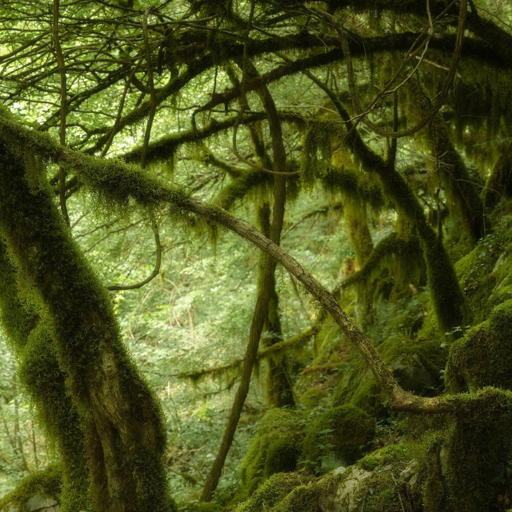 Green Forest
