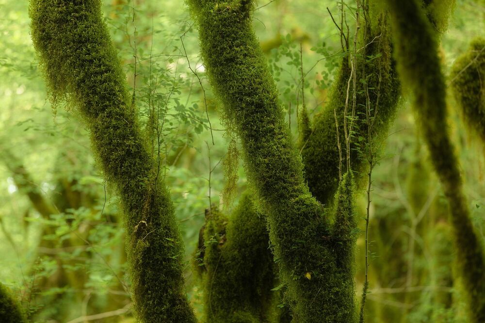 Green Forest