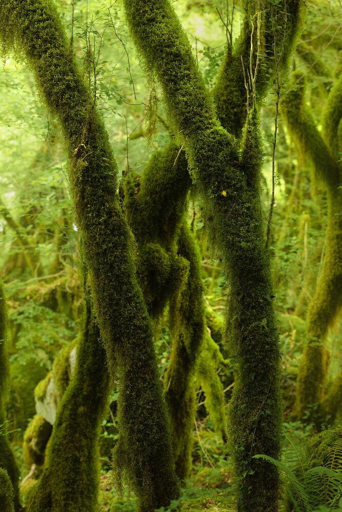 Green Forest