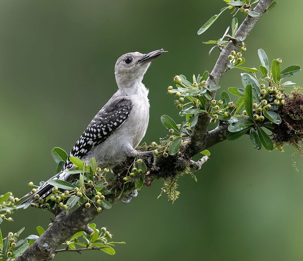 Juvenile -Red-bellied Woodpecker. Дятел - Каролинский меланерпес