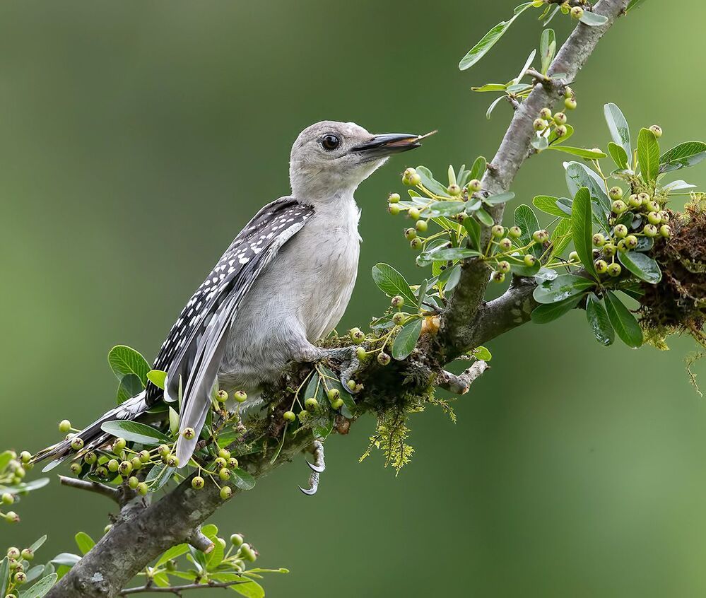 Juvenile -Red-bellied Woodpecker. Дятел - Каролинский меланерпес