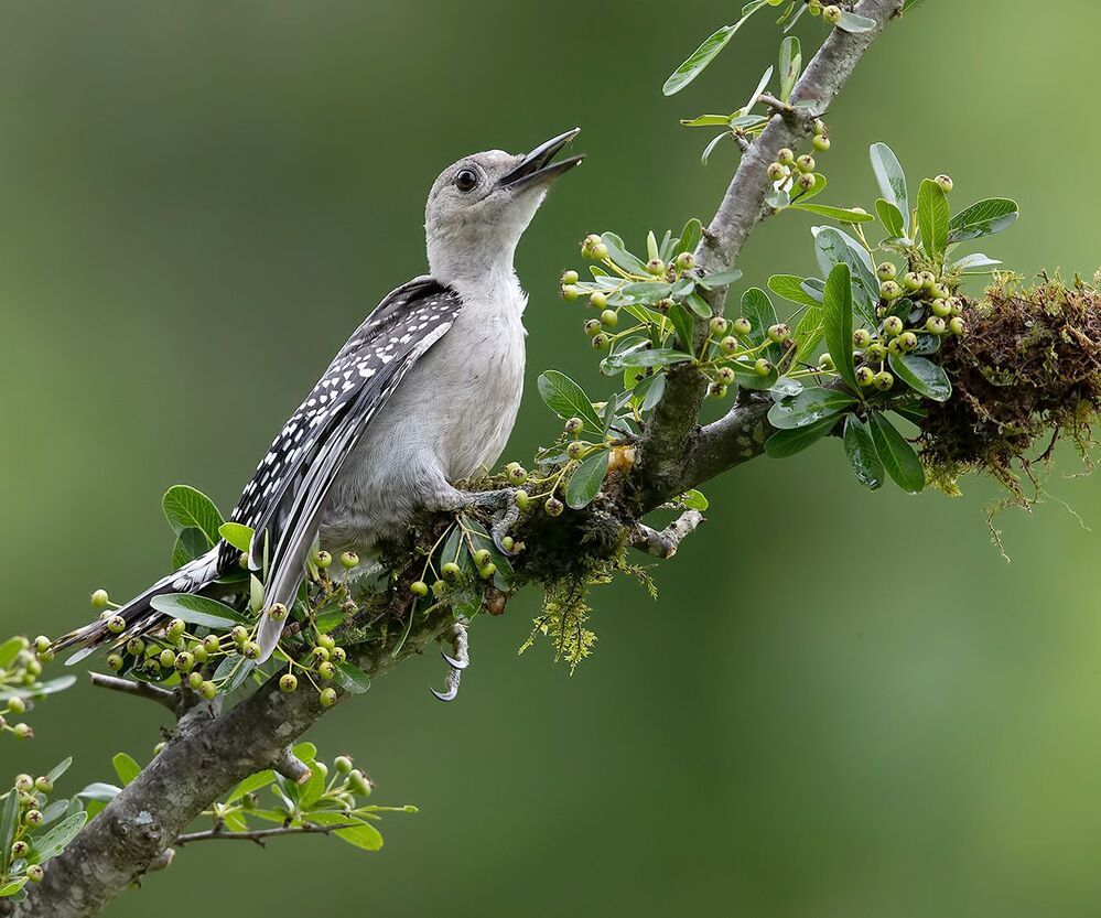 Juvenile -Red-bellied Woodpecker. Дятел - Каролинский меланерпес