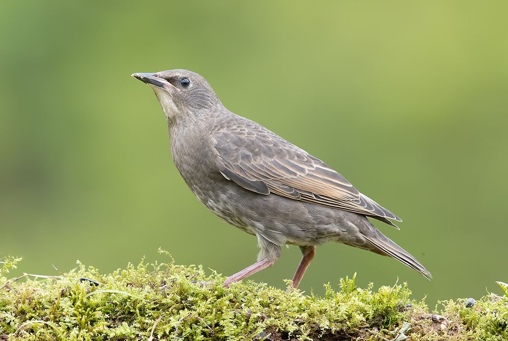 Cлетки.Обыкновенный скворец - European Starling