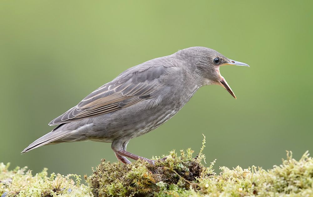Cлетки.Обыкновенный скворец - European Starling