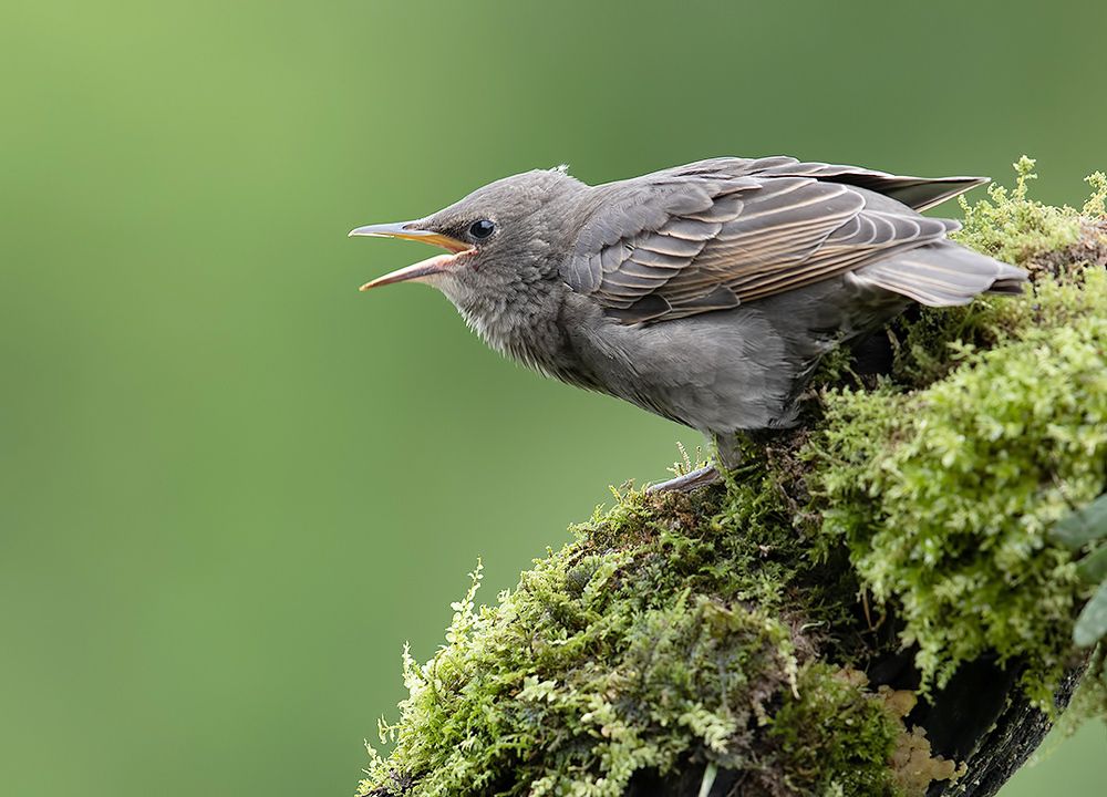 Cлетки.Обыкновенный скворец - European Starling