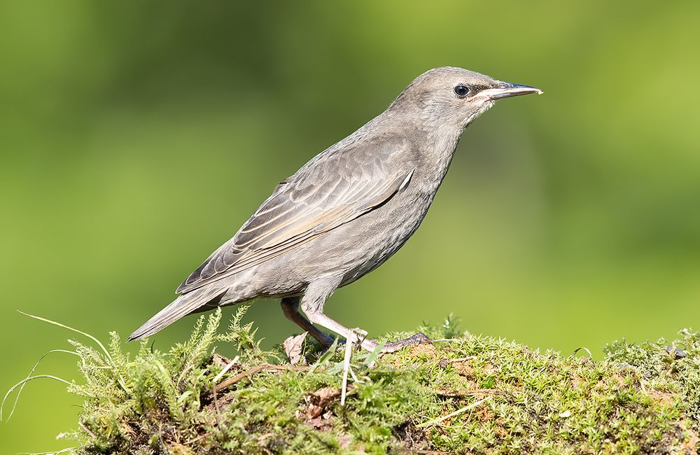 Cлетки.Обыкновенный скворец - European Starling