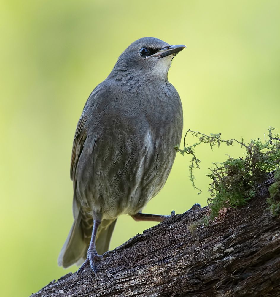 Cлетки.Обыкновенный скворец - European Starling