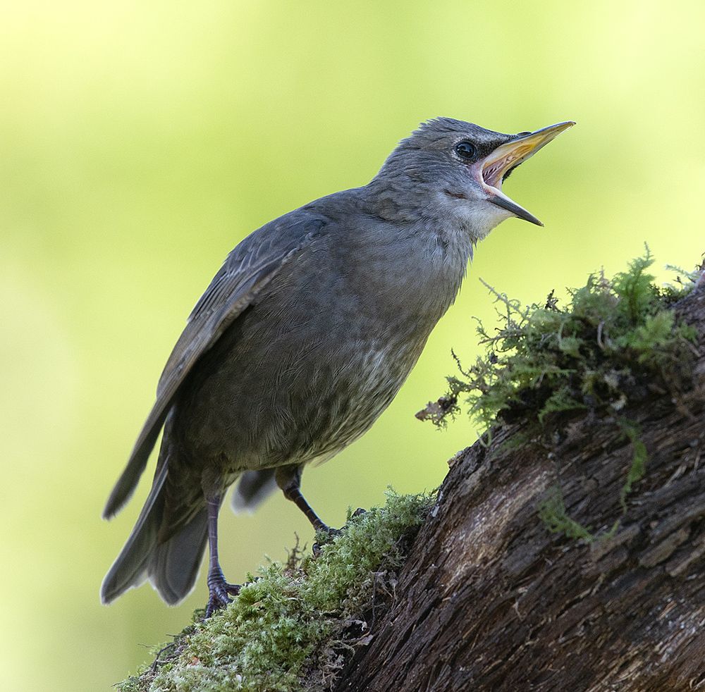 Cлетки.Обыкновенный скворец - European Starling