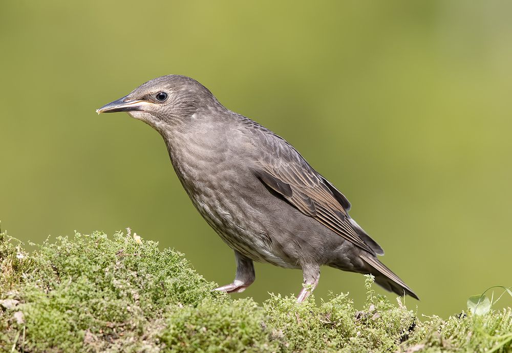 Cлетки.Обыкновенный скворец - European Starling