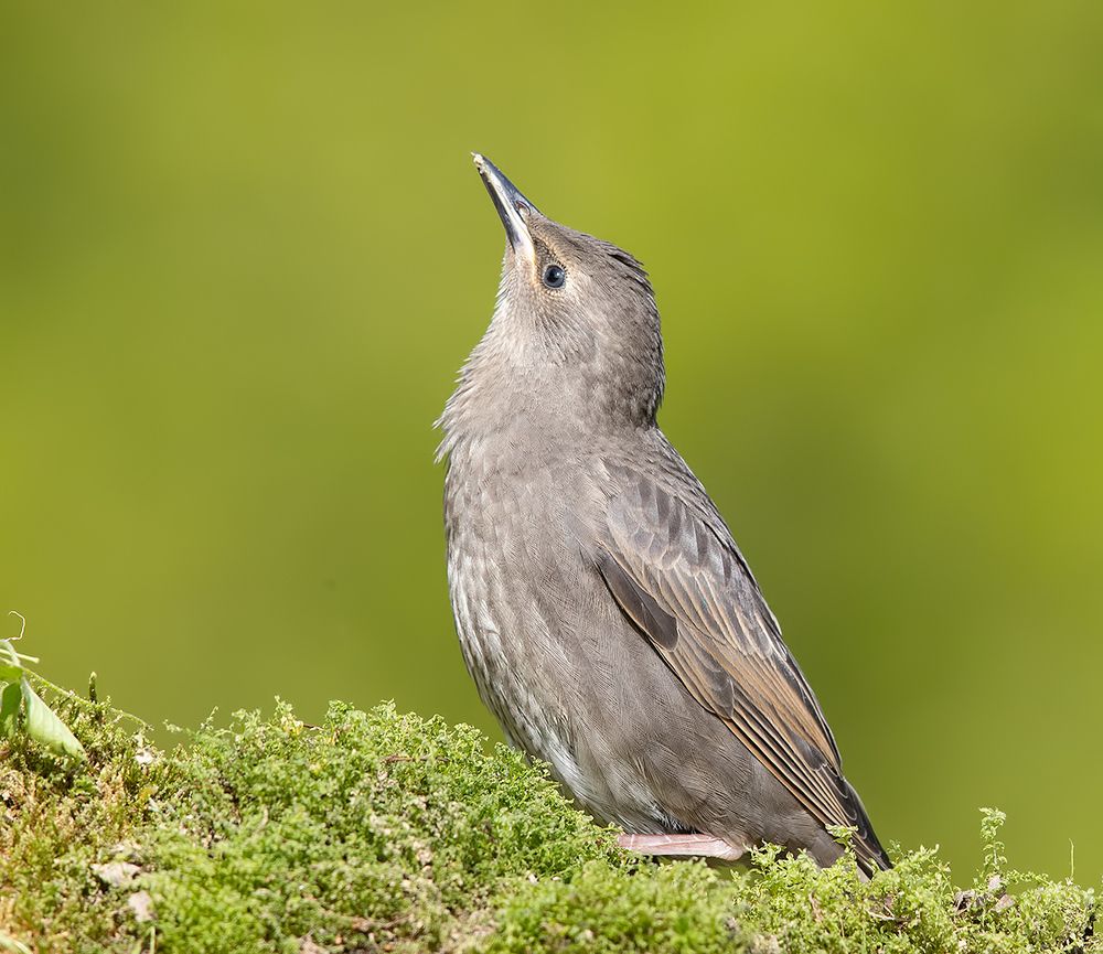 Cлетки.Обыкновенный скворец - European Starling