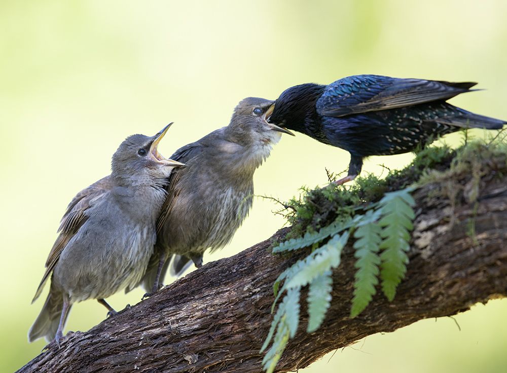 Feeding time. Обыкновенный скворец - European Starling