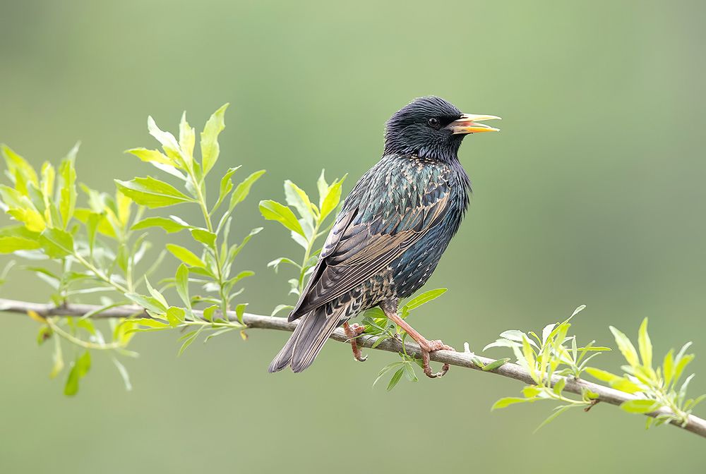 European Starling - Обыкновенный скворец