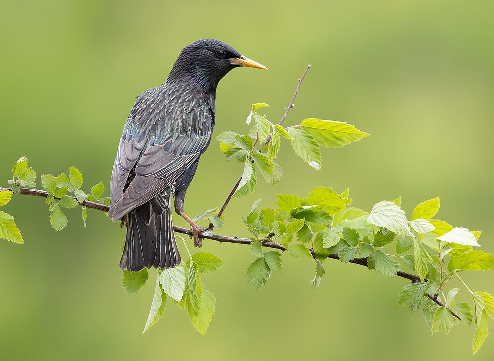 European Starling - Обыкновенный скворец