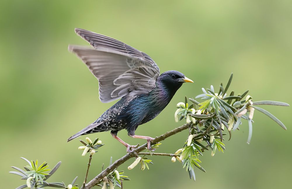 European Starling - Обыкновенный скворец