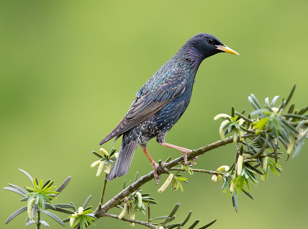 European Starling - Обыкновенный скворец