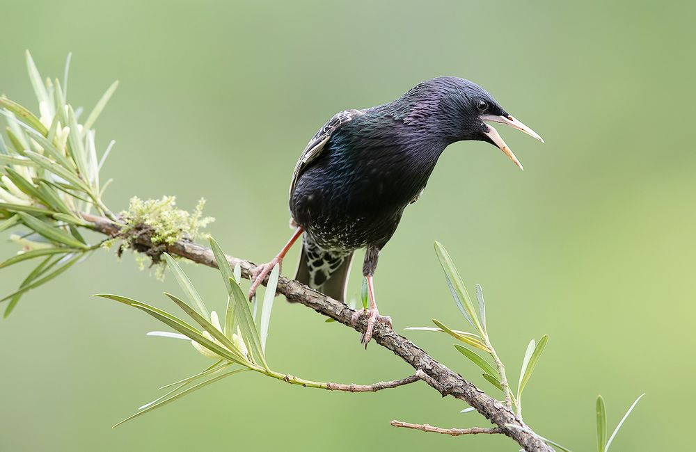 European Starling - Обыкновенный скворец