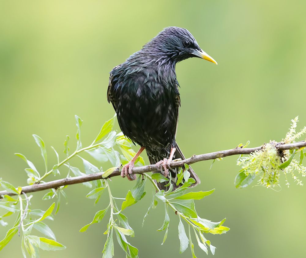 European Starling - Обыкновенный скворец