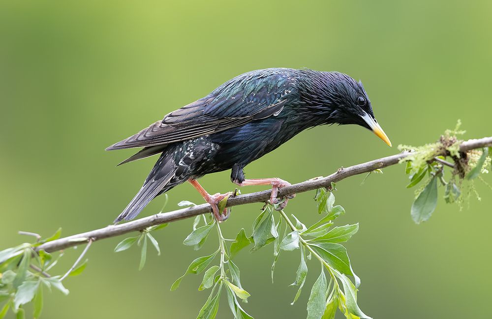 European Starling - Обыкновенный скворец