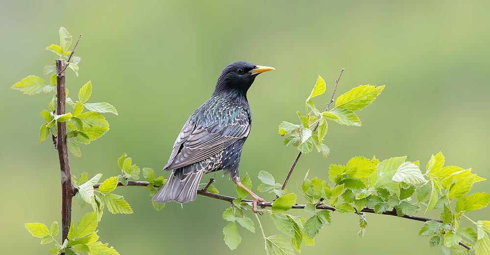 European Starling - Обыкновенный скворец