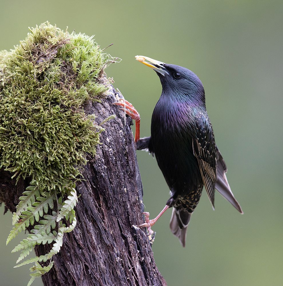 European Starling - Обыкновенный скворец
