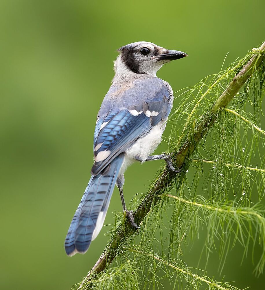 Young Blue Jay. Голубая сойка