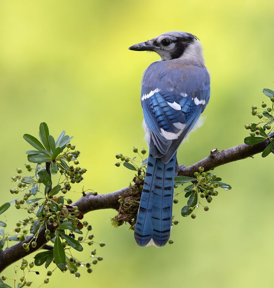 Young Blue Jay. Голубая сойка
