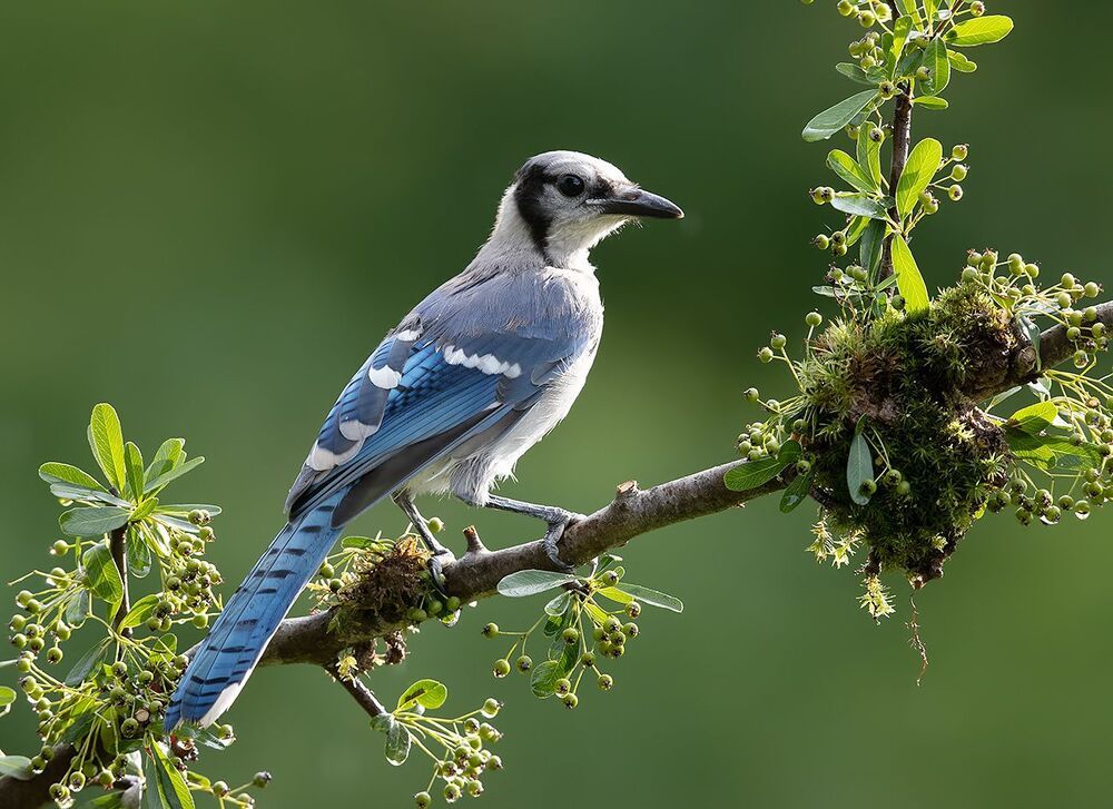 Young Blue Jay. Голубая сойка