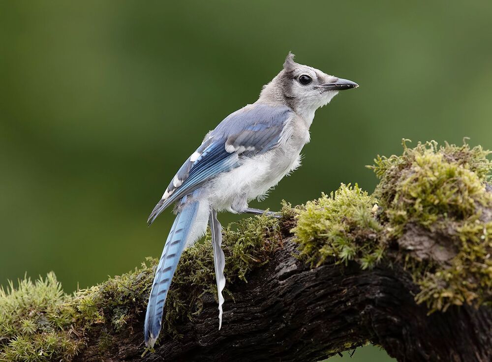 Young Blue Jay. Голубая сойка