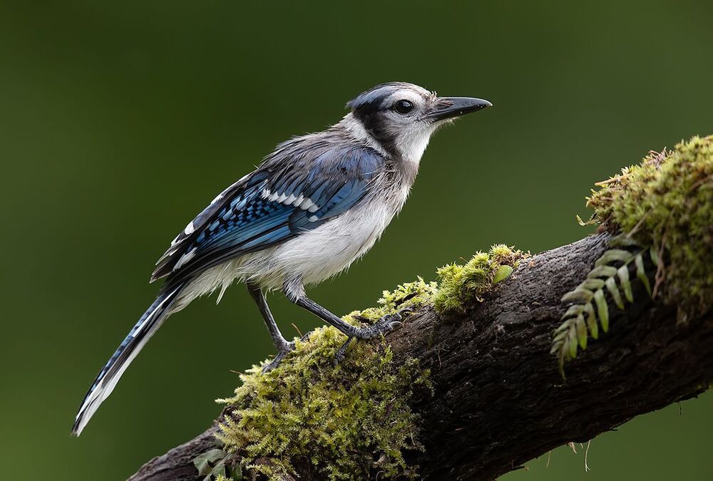 Young Blue Jay. Голубая сойка
