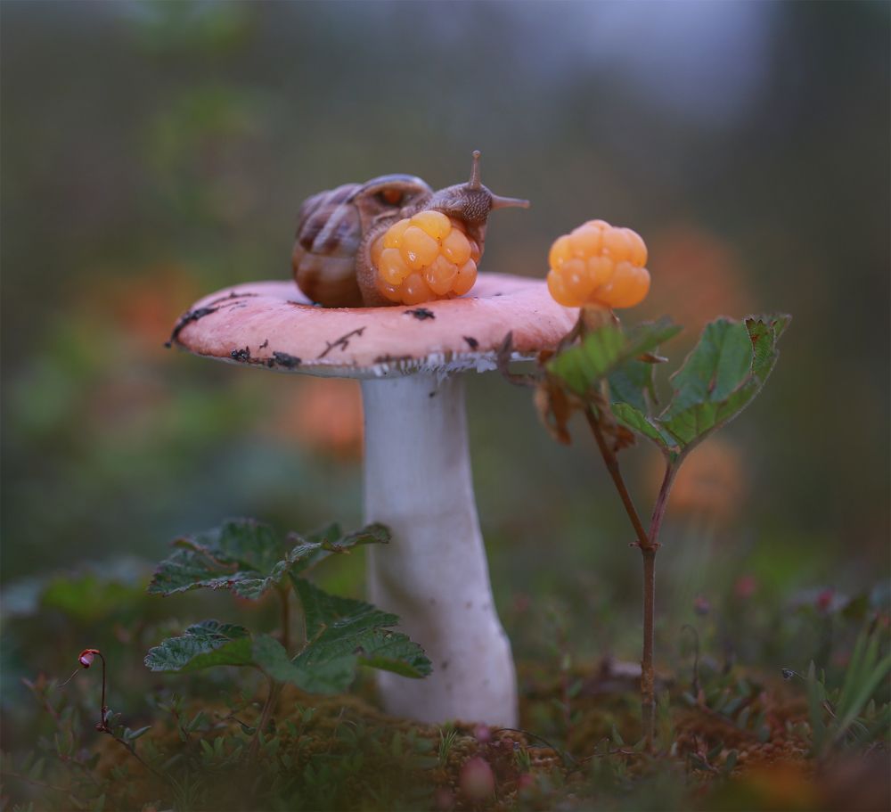 Сладкая морошка