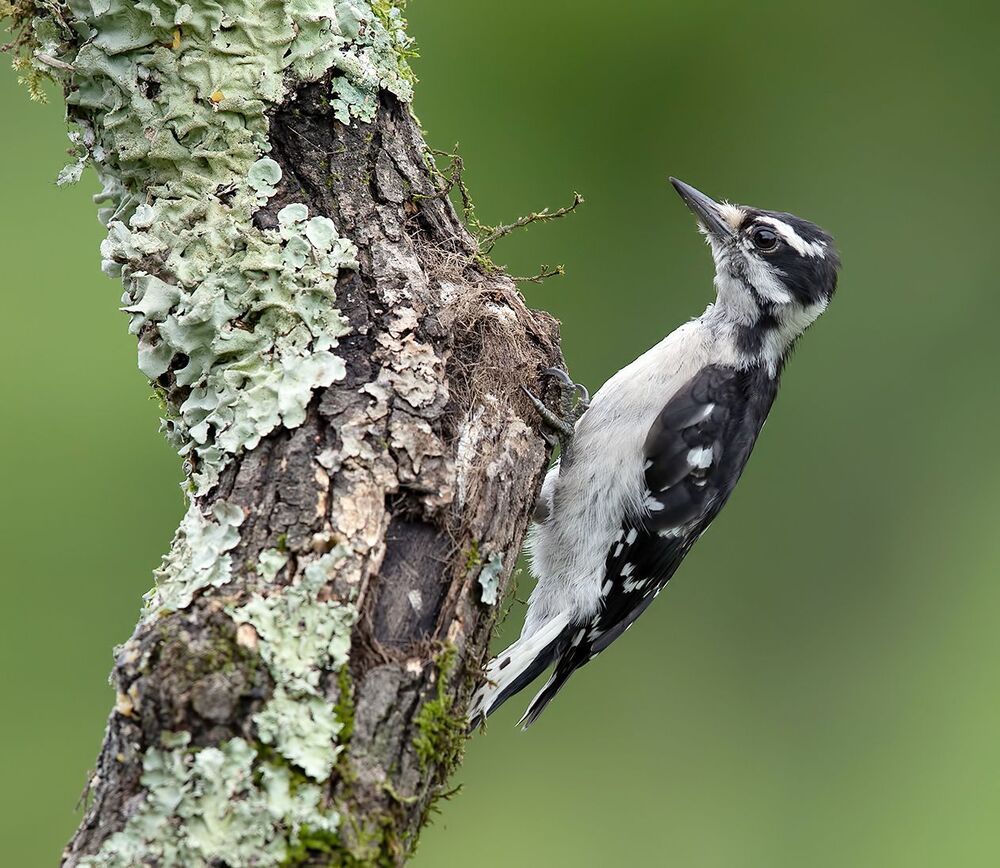 Downy woodpecker Female - Пушистый дятел. самка