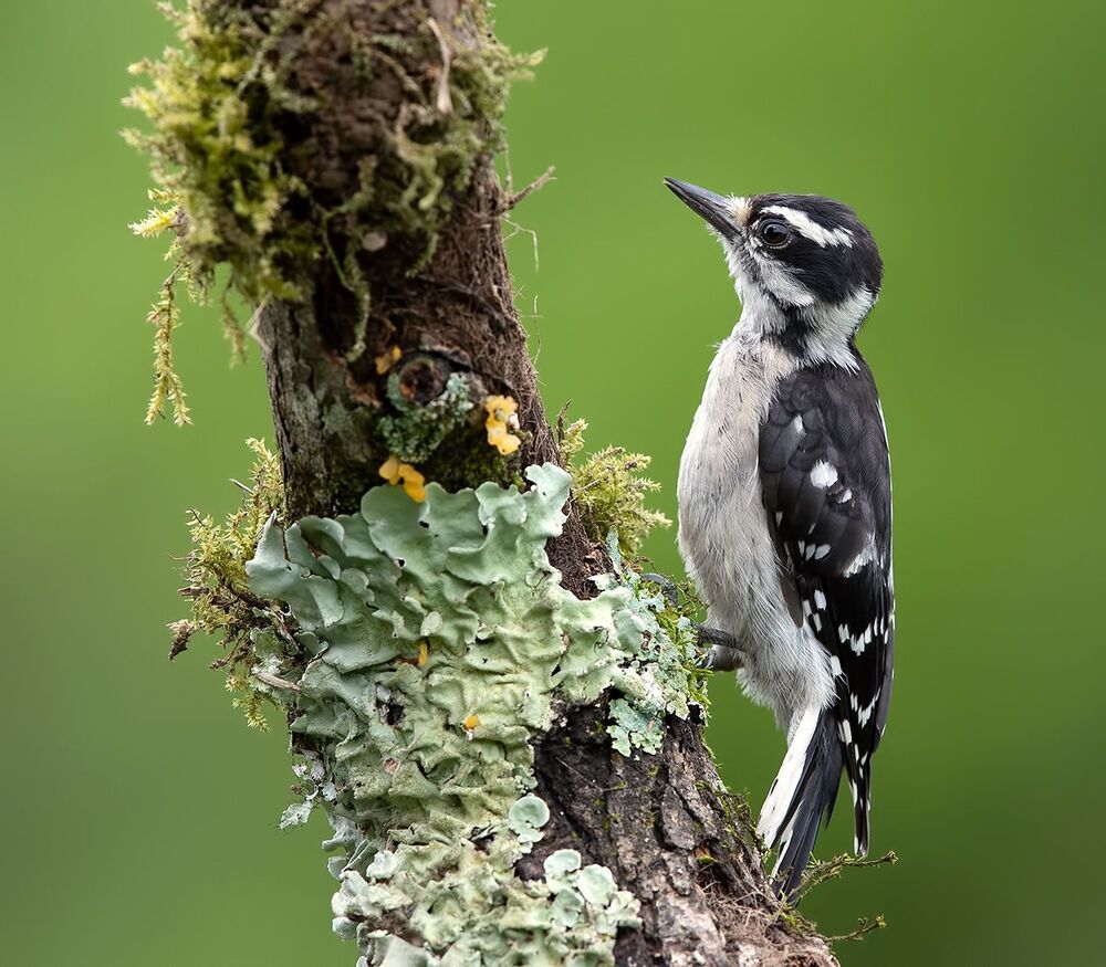 Downy woodpecker Female - Пушистый дятел. самка