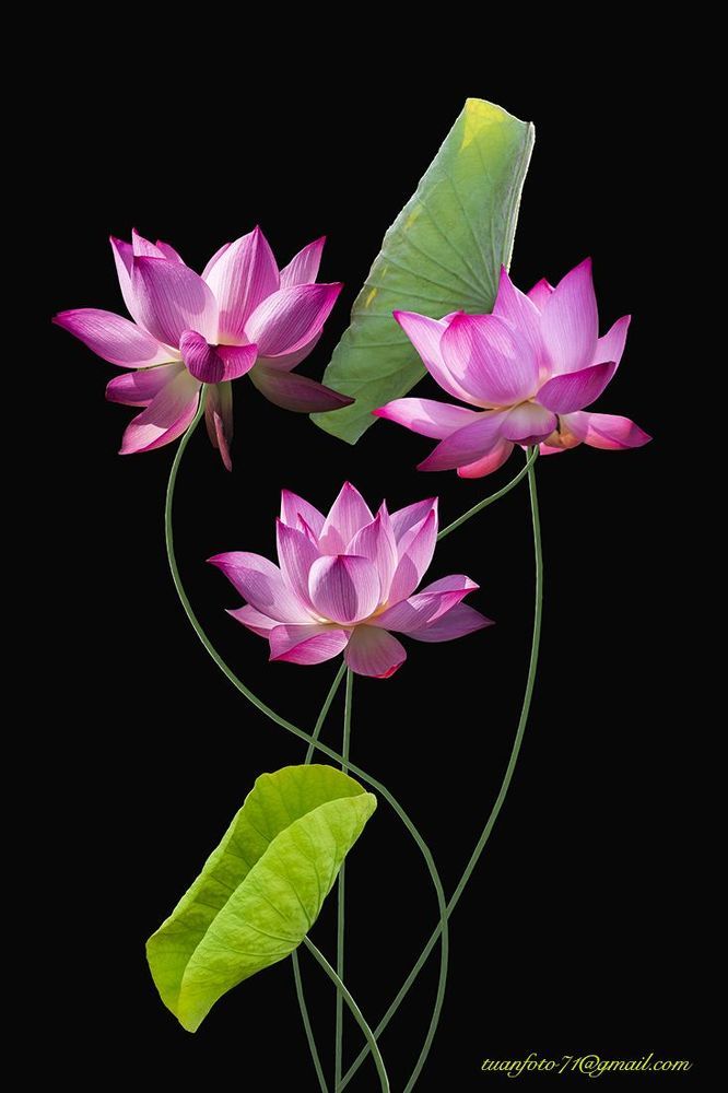 Lotus
