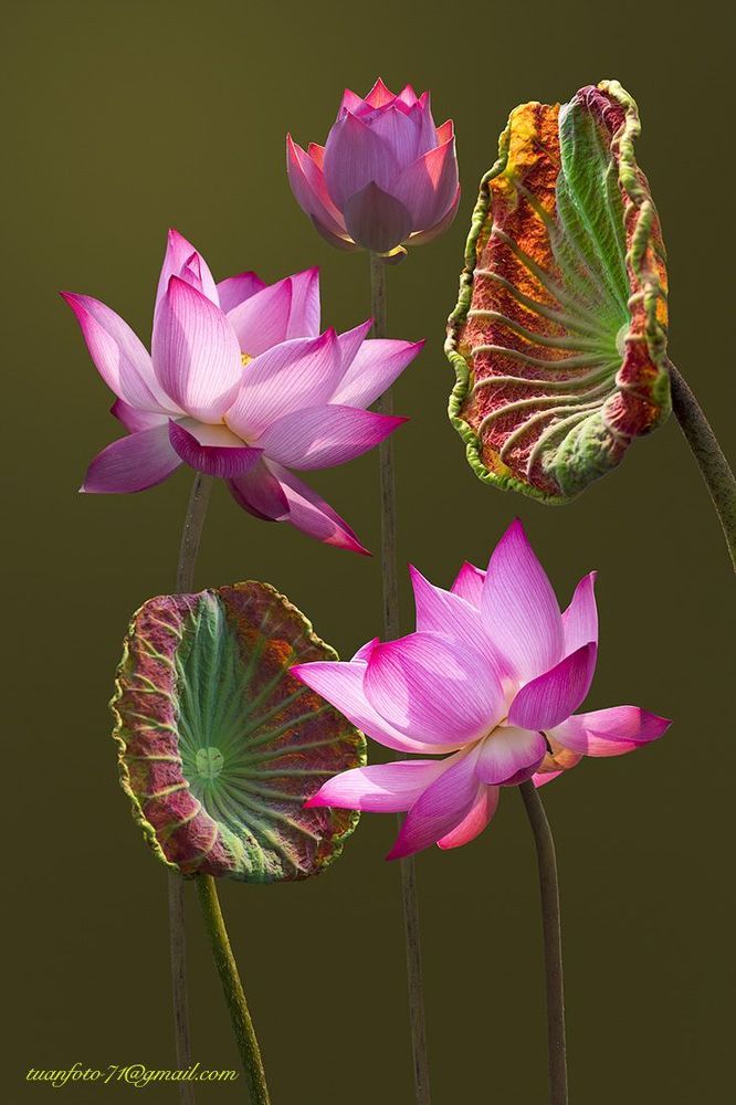 Lotus