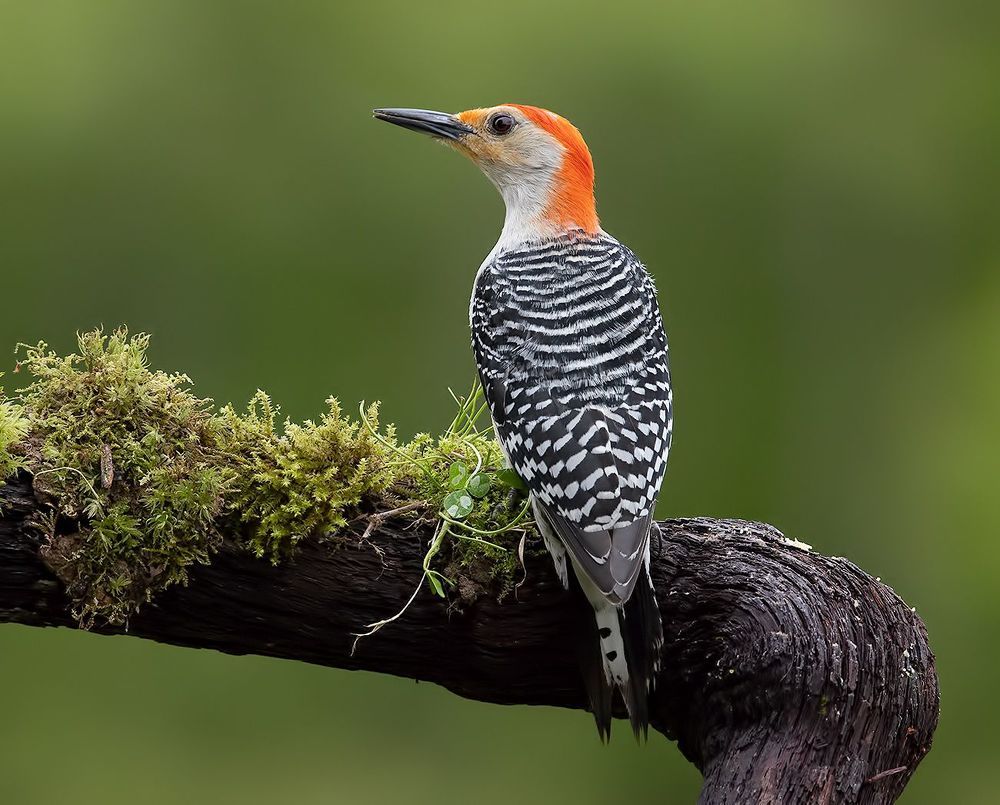 Red-bellied Woodpecker  - Каролинский меланерпес