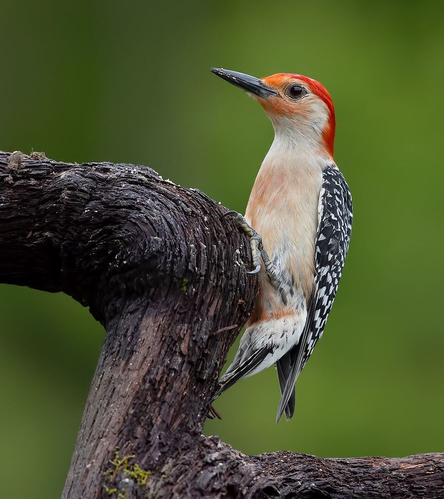 Red-bellied Woodpecker  - Каролинский меланерпес