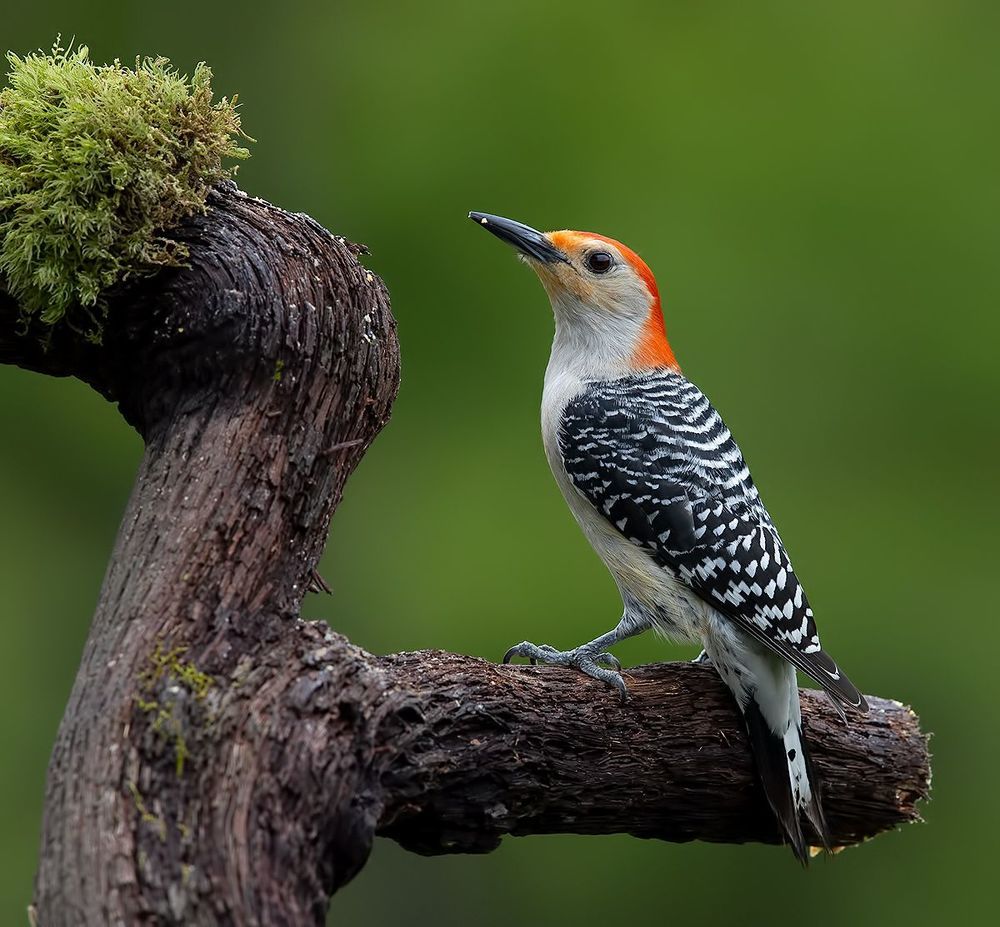 Red-bellied Woodpecker  - Каролинский меланерпес