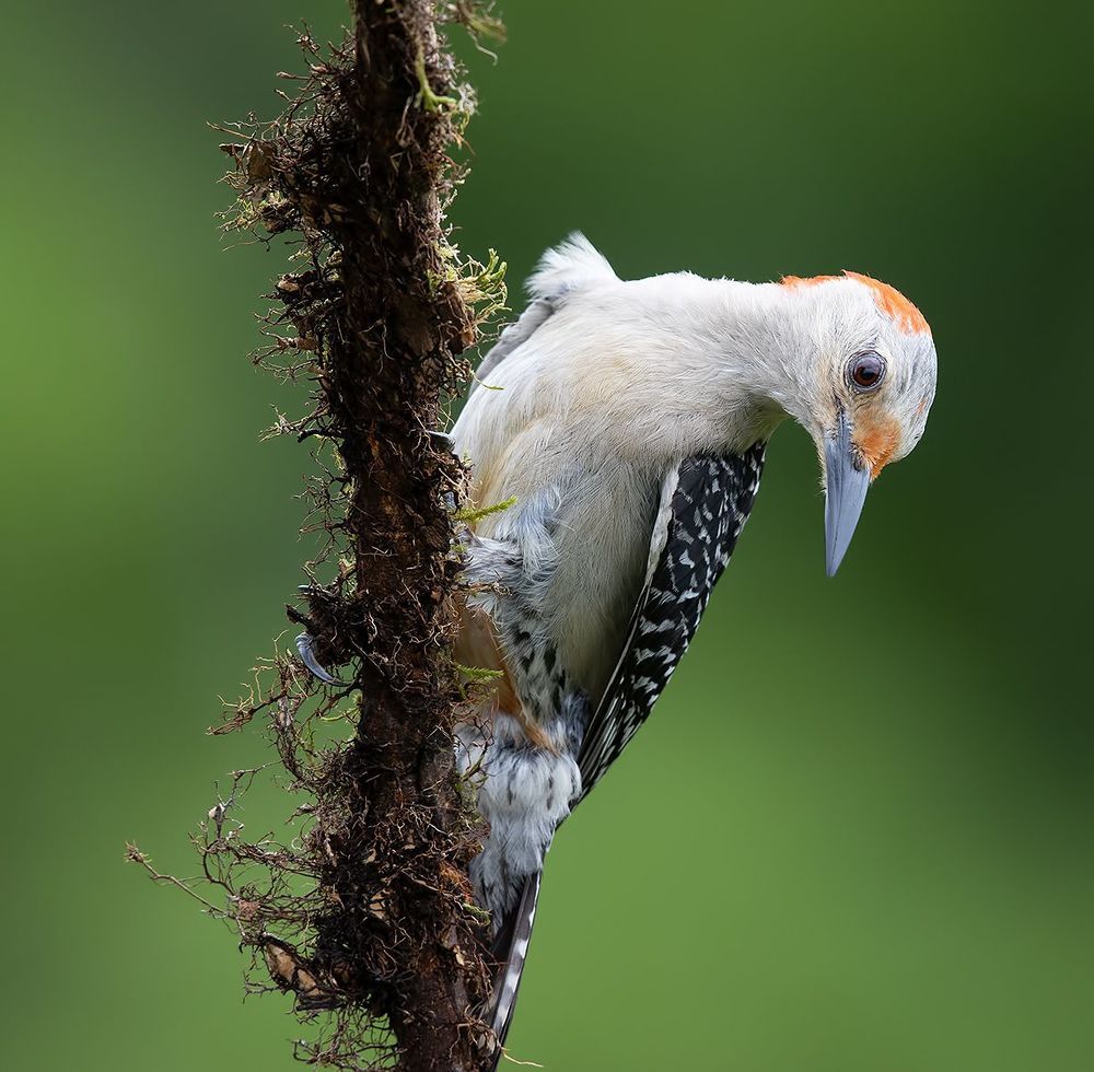 Red-bellied Woodpecker  - Каролинский меланерпес