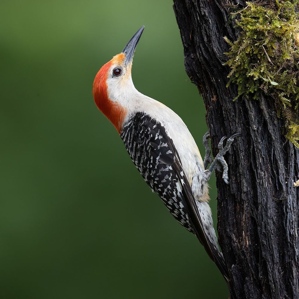 Red-bellied Woodpecker  - Каролинский меланерпес