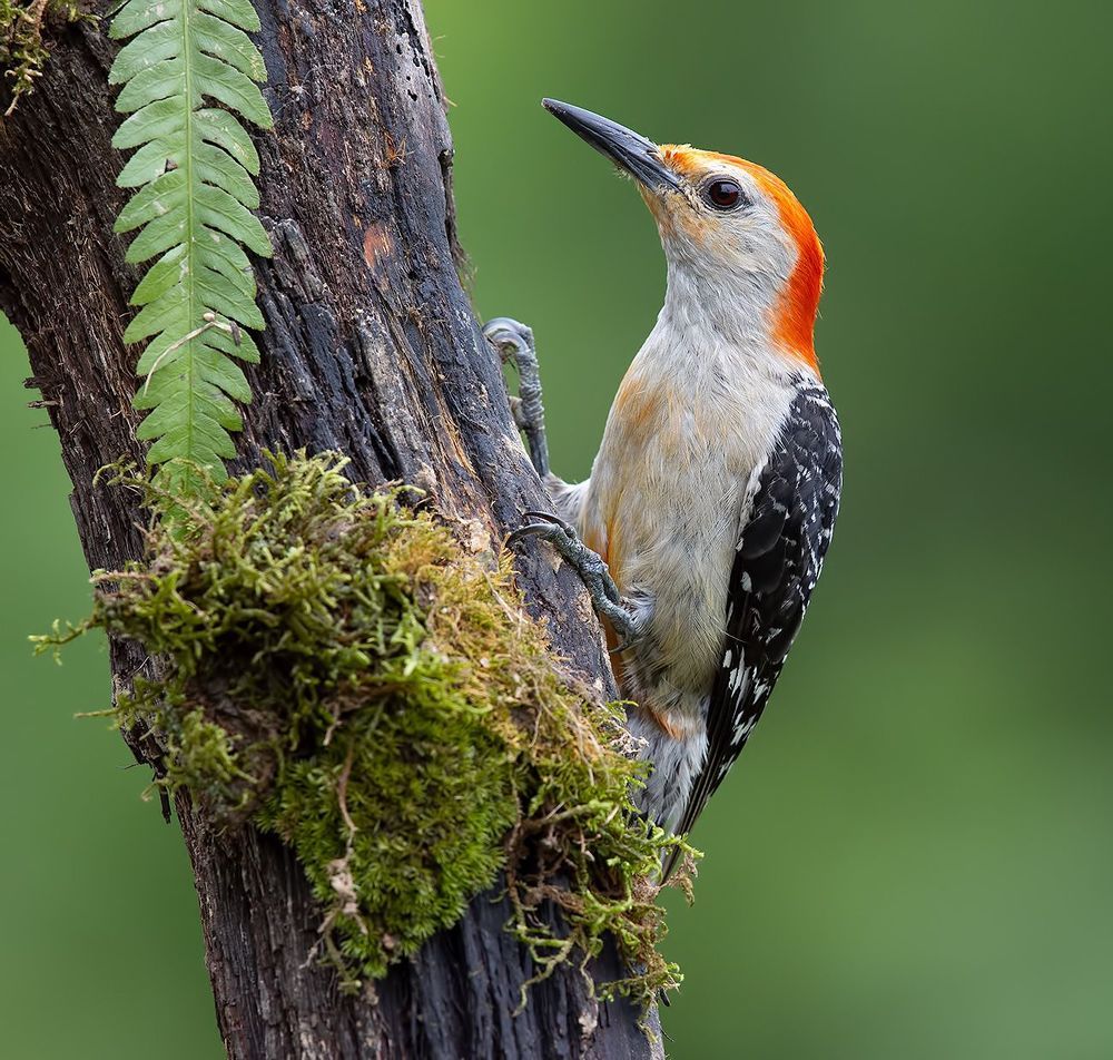 Red-bellied Woodpecker  - Каролинский меланерпес