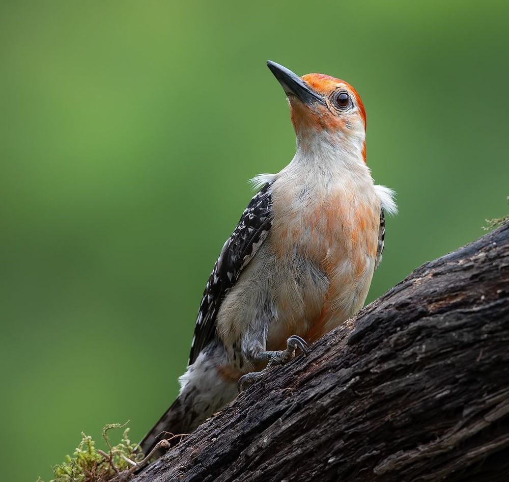 Red-bellied Woodpecker  - Каролинский меланерпес