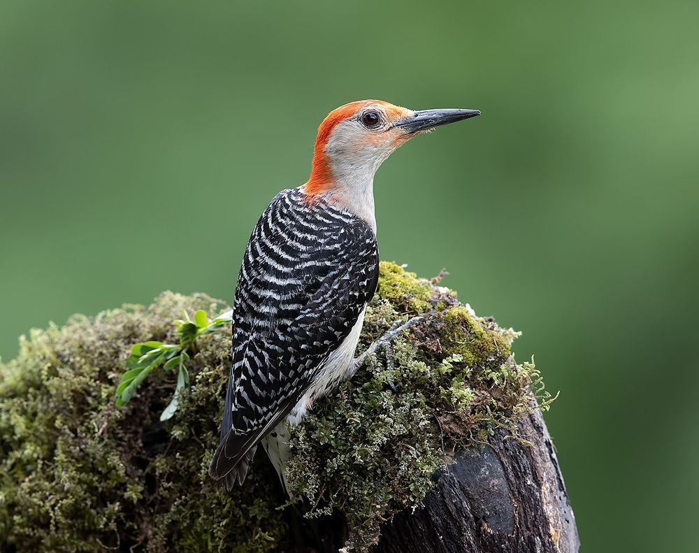 Red-bellied Woodpecker  - Каролинский меланерпес