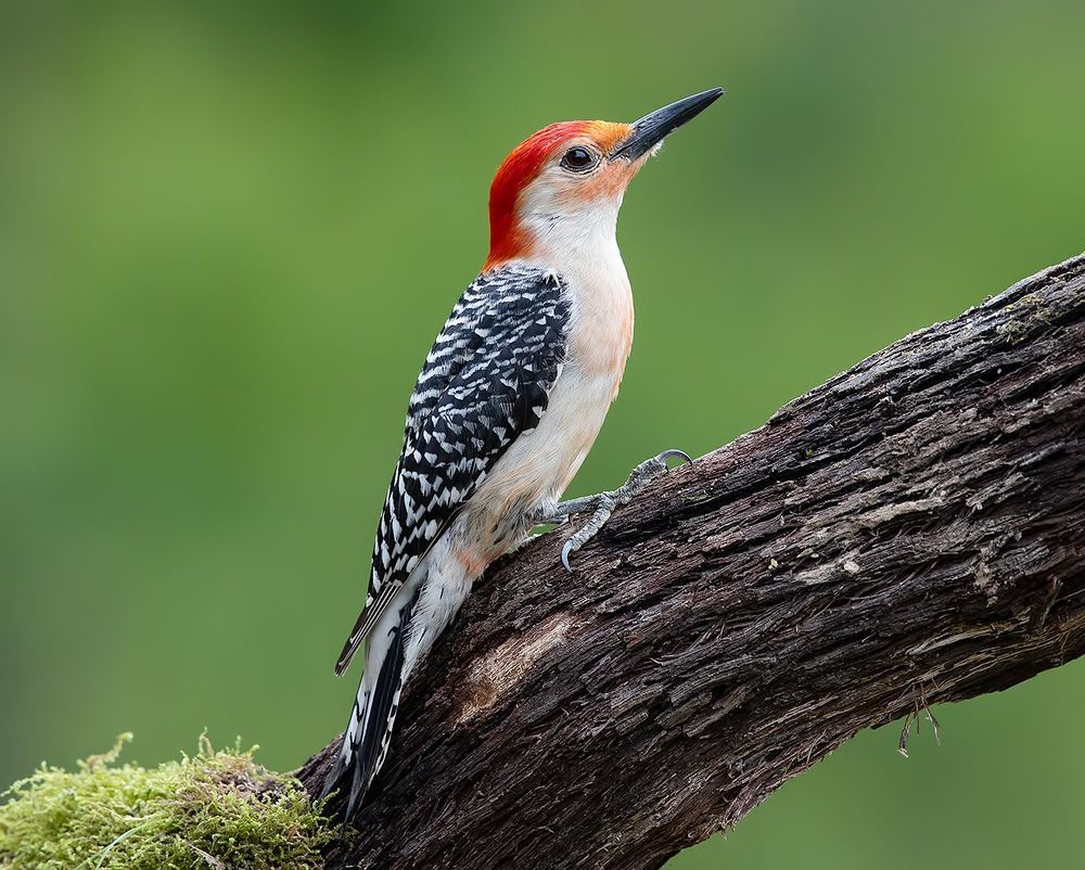 Red-bellied Woodpecker  - Каролинский меланерпес