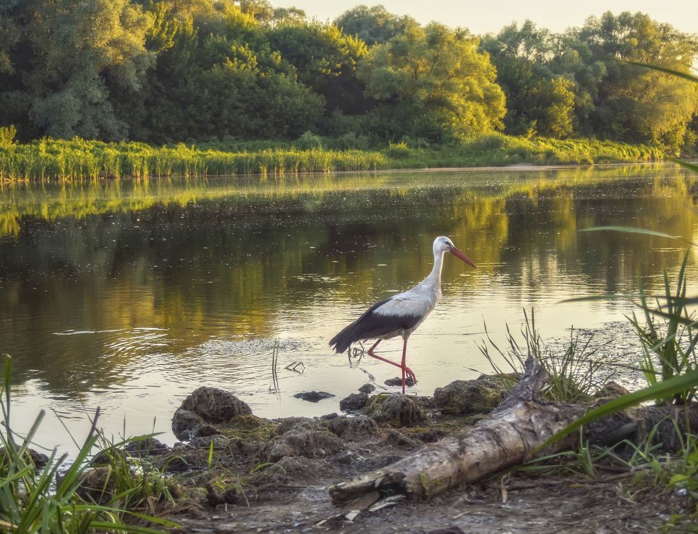 Аист