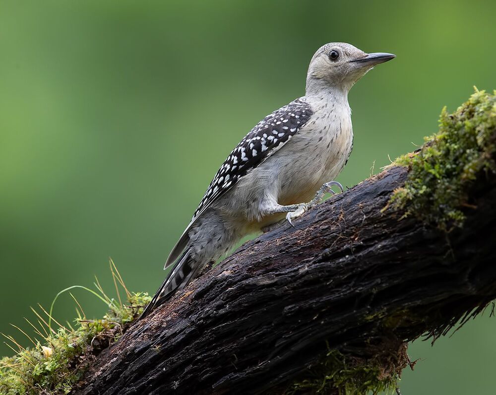 Juvenile -Red-bellied Woodpecker.  Молодой дятел - Каролинский меланерпес