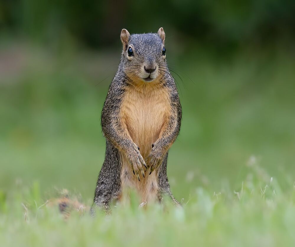 Fox Squirrel - Лисья Белка