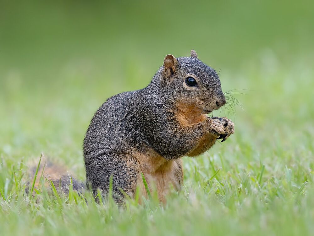 Fox Squirrel - Лисья Белка