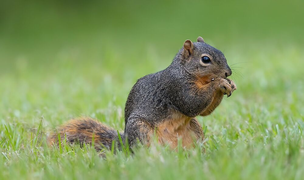 Fox Squirrel - Лисья Белка
